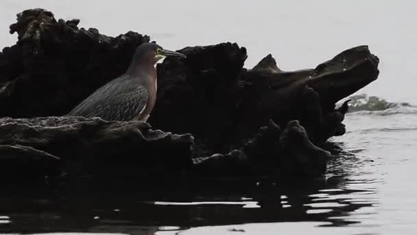 Lake Catemaco Veracruz Fauna Egrets Green Heron Jacht — Stockvideo