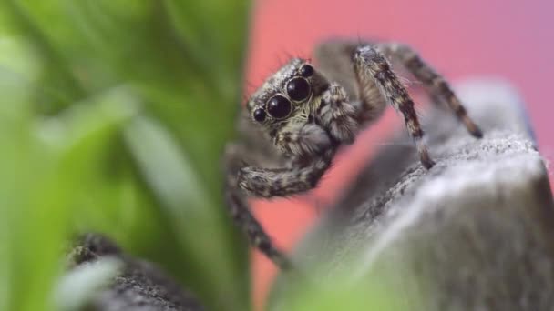 Szürke Falra Ugró Pók Makró Videó Felvételeket Pókháló Mozog Zöld — Stock videók