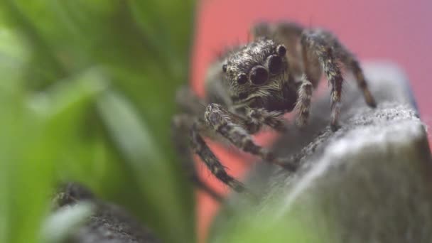 Aranha Salto Parede Cinza Foto Macro Vídeo Aranha Preening Movendo — Vídeo de Stock