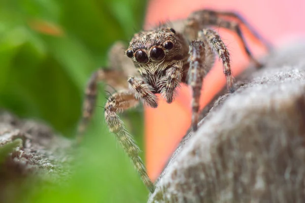 Šedá Stěna Skákající Pavouk Menemerus Bivittatus Mladistvý Lezení Detailní Portrét — Stock fotografie