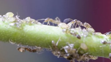 Karıncalar, şeftali ağacındaki simbiyotik davranışın makro videosunu sağıyor.