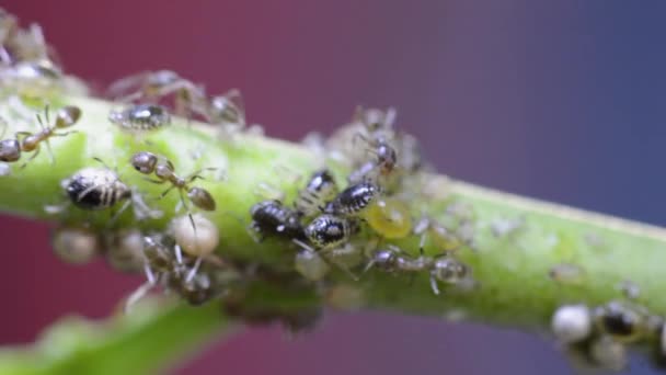 蚂蚁挤奶蚜虫宏观视频特写 — 图库视频影像