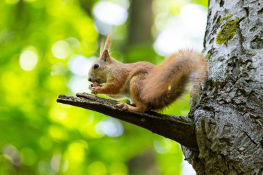 Kırmızı bir sincap ağaç dalına oturur ve fındık yer..