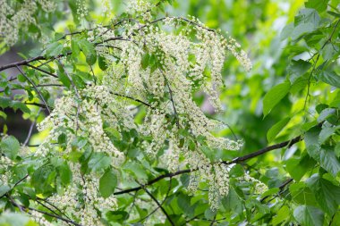 Kiraz ağacı baharın sonlarında çiçek açar..