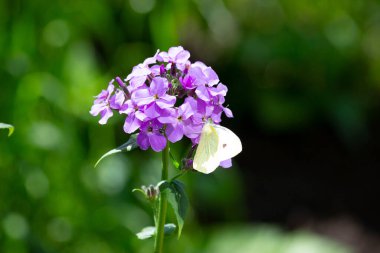 Bir kelebek mor bir yaz çiçeğinin üzerine kondu.. 