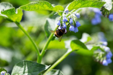 Bir yaban arısı bir çiçekte nektar yer..