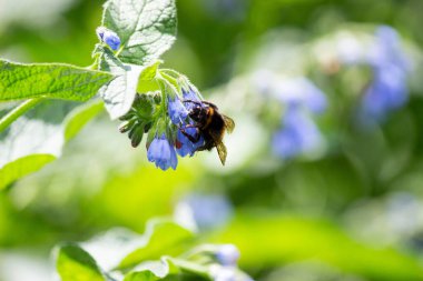 Bir yaban arısı bir çiçekte nektar yer..