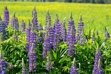 Yazın başında geniş bir lup çiçeği çayırı..