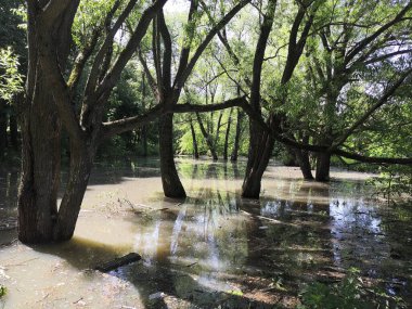 Ormandaki ağaçlar suda durur..