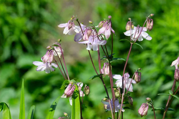 夏には繊細で繊細なピンクの花が現れました — ストック写真