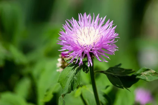 Flor Verano Campo Principios Junio — Foto de Stock