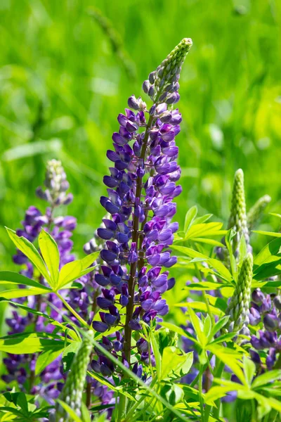 Summer flower in the field in early June.