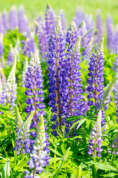 A large meadow of lupine flowers in early summer.