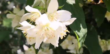 Yasemin yazın başında açar ve böcekler ona doğru uçar.. 