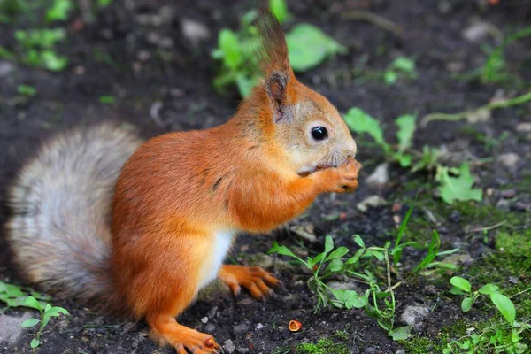 Forest animal rodent red squirrel