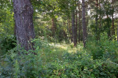 Tepeler, patikalar, çam ormanındaki ağaçlar.