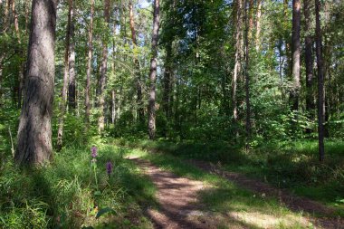 Tepeler, patikalar, çam ormanındaki ağaçlar.