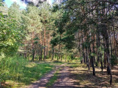 Tepeler, patikalar, çam ormanındaki ağaçlar.