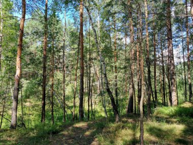 Tepeler, patikalar, çam ormanındaki ağaçlar.
