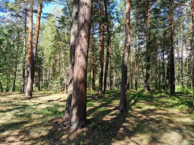 Tepeler, patikalar, çam ormanındaki ağaçlar.