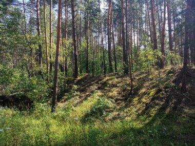 Tepeler, patikalar, çam ormanındaki ağaçlar.