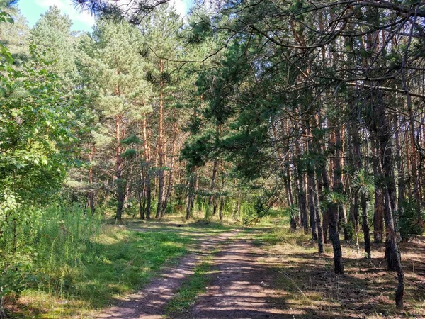 Tepeler, patikalar, çam ormanındaki ağaçlar.
