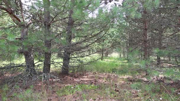 Sous Pin Les Oiseaux Chantent Été — Video