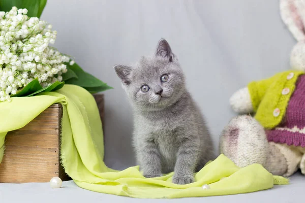 Británico Shorthair gatito sentado en frente de gris fondo — Foto de Stock
