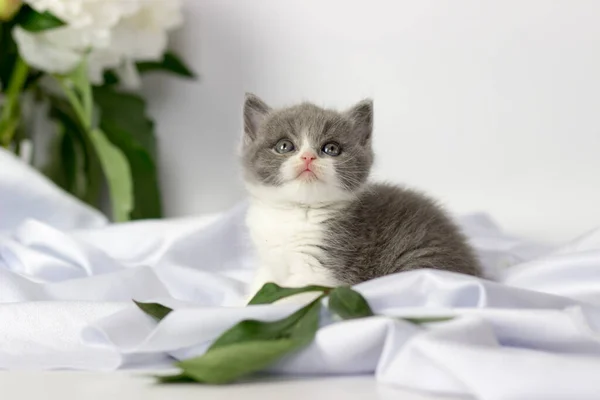 British shorthair kitten posing on a white background — Stock Photo, Image