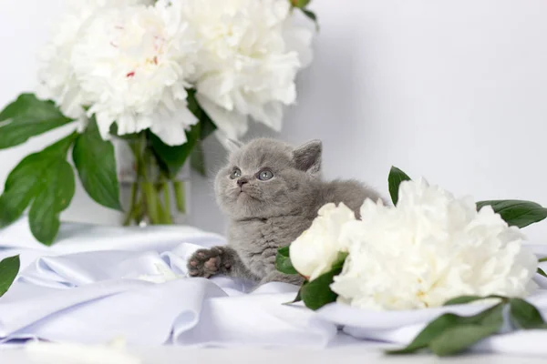 British shorthair kitten posing on a white background — Stock Photo, Image