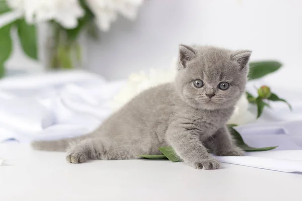 白い背景に英国の短髪子猫のポーズ — ストック写真