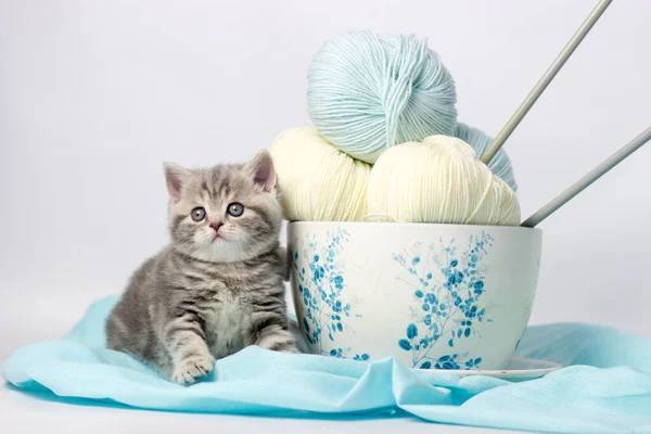 Pretty kitten playing with yarn ball on light background.