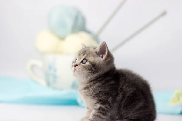 Pretty kitten playing with yarn ball on light background.