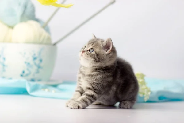 Pretty kitten playing with yarn ball on light background. — Stock Photo, Image