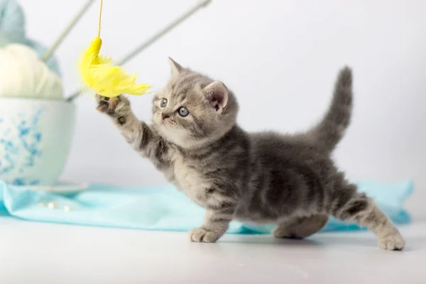 Pretty kitten playing with yarn ball on light background.