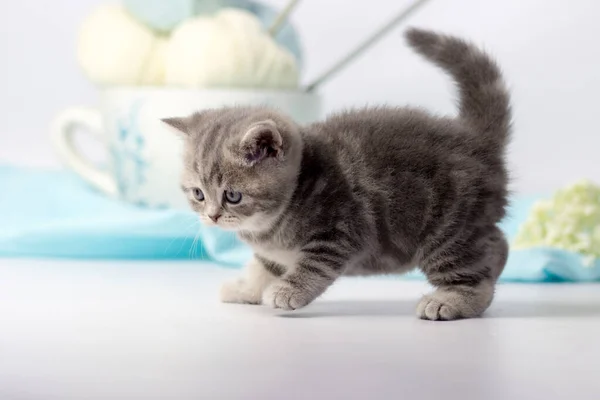 Красивый котенок играет с клубком пряжи на светлом фоне. — стоковое фото