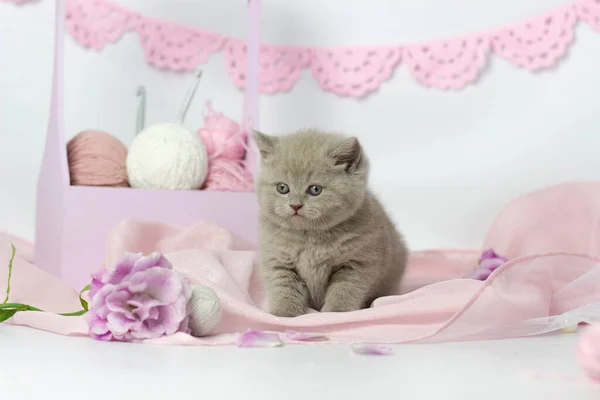 Yün yumaklarıyla oynayan sevimli kedi yavrusu. Beyaz ve pembe iplik yumakları. Hafif arkaplan. İngiliz kısa hava leylak kedisi — Stok fotoğraf