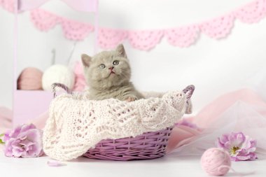 Yün yumaklarıyla oynayan sevimli kedi yavrusu. Beyaz ve pembe iplik yumakları. Hafif arkaplan. İngiliz kısa hava leylak kedisi