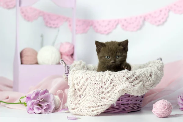 Lindo gatito juega con bolas de lana. Bolas de hilo blanco y rosa. Fondo claro. Británico taquigrafía lila gato — Foto de Stock