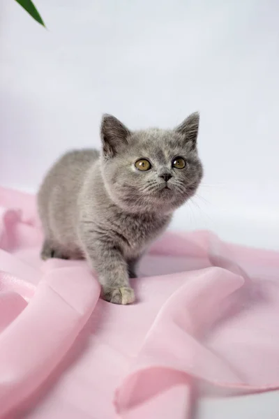 배경이 밝은 영국 새끼 고양이 — 스톡 사진