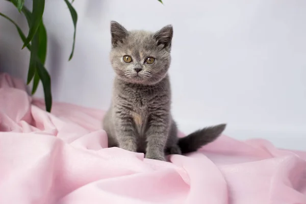 British kitten on light background — Stock Photo, Image