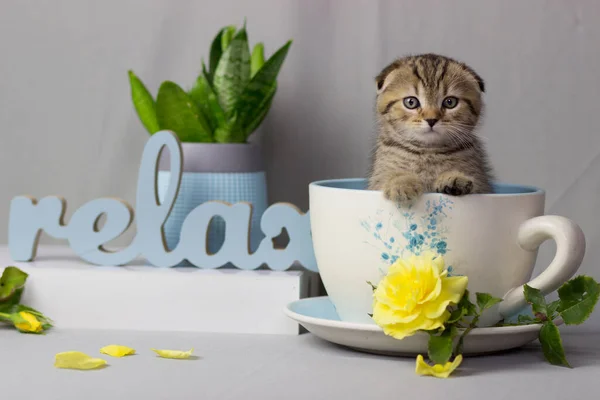 Шотландська Fold або Stright kitten сидять всередині чашок на сірому фоні — стокове фото