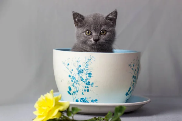 英国短毛猫咪坐在灰色背景的杯子里 — 图库照片