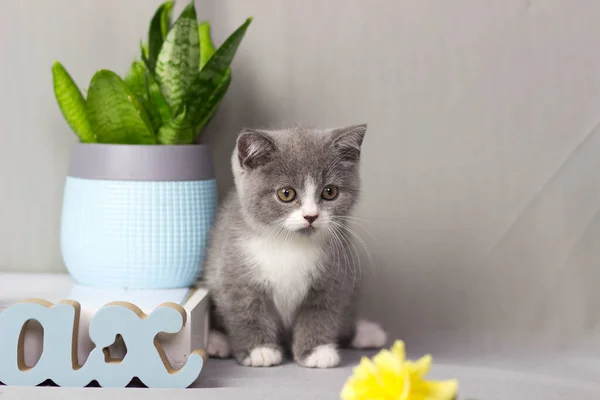 Гарний британський короткошерстий кіт. — стокове фото