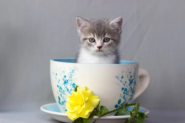 Escocês Dobre ou Gatinho Stright sentado dentro de copos em fundo cinza — Fotografia de Stock