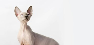 Sphynx Cat evinde ilginç bir konumda.