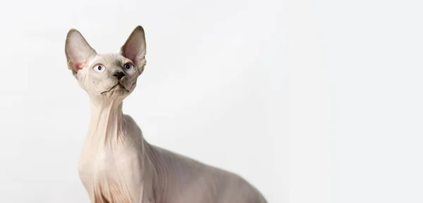 Szfinx macska van -ban érdekes helyzet -ban -a ház, fény háttér — Stock Fotó