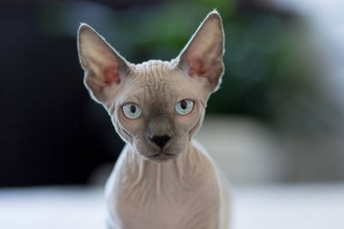 Sphynx Cat evinde ilginç bir konumda.