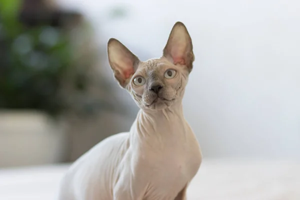 Sphynx gato está em posição interessante em sua casa. — Fotografia de Stock