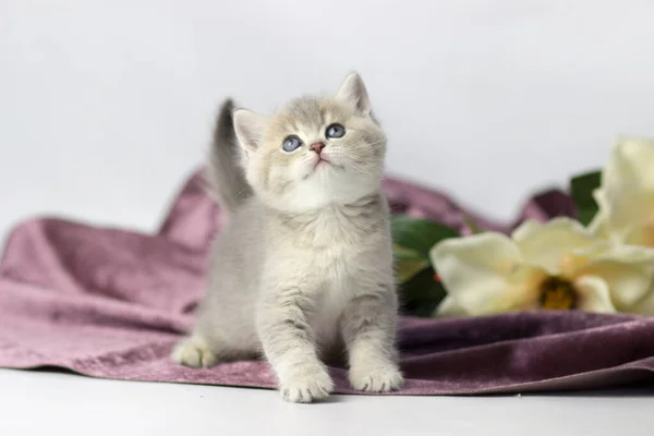 Brytyjski kot, kociak na kolorowym tle — Zdjęcie stockowe